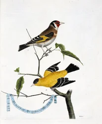 Zoologische kaart (ornithologie): van boven naar beneden: De distelvink (distelvink elegant of carduelis carduelis) en de distelvink van China (treurvink of carduelis tristis) op een tak. Illustratie in 