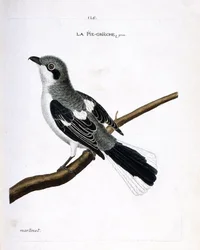 Zoologische kaart (ornithologie): grijze klauwier (grijze klauwier of lanius excubitor) op een tak. Illustratie in 