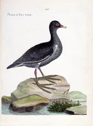 Zoologische kaart (ornithologie): mannelijke waterhoen (gallinula chloropus). Illustratie in 