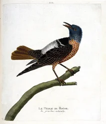 Zoologische kaart (ornithologie): rotsmerel (rotsmerel of monticola saxatilis). Illustratie in 