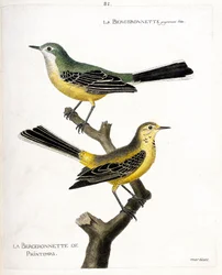 Zoologische kaart (ornithologie): de kwikstaart zelf en de lente kwikstaart (lente kwikstaart of motacilla flava) op een tak. Illustratie in 