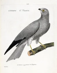 Zoologische kaart (ornithologie): de vogel sint maarten (busard sint maarten of circus cyaneus) op een tak. Illustratie in 