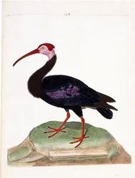 Zoologische kaart (ornithologie): de wulp heeft een kale kop van de kaap de goede hoop (ibis du cap of geronticus calvus). Illustratie in "De Geschiedenis van de Vogels, Geschilderd in Hun Verschijning en Gevoelige Aspecten" door Francois Nicolas Martinet 
