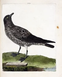Zoologische kaart (ornithologie): de grote jager (grote jager of stercorarius pomarinus). Illustratie in 
