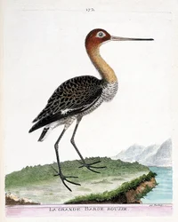 Zoölogische plaat (ornithologie): de grutto (zwartstaartgrutto of Limosa limosa). Illustratie in ‘De geschiedenis van de vogels, geschilderd in hun zichtbare en gevoelige aspecten’ door François-Nicolas Martinet (1731-1800). Privécollectie.