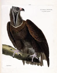 Zoologische plaat (ornithologie): de grote gier (monniksgier of Aegypius monachus) op een tak. Illustratie in “De geschiedenis van de vogels, geschilderd in hun zichtbare en gevoelige aspecten” van François Nicolas Martinet (1731-1800). Privécollectie.