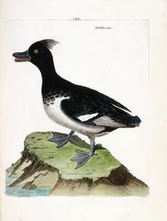 Zoologische kaart (ornithologie): de morillon (Scaup morillon of Aythia fuligula). Illustratie in 