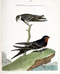 Zoologische kaart (ornithologie): de oeverzwaluw van het koninkrijk Fez (Riparia riparia) op een tak en de Afrikaanse zwaluw (boerenzwaluw of Hirundo rustica). Illustratie in 
