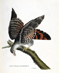 Zoologische kaart (ornithologie): de kleine Amerikaanse adelaar (buffon buizerd of circus buffoni) op een tak. Illustratie in 