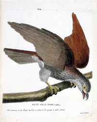 Zoologische kaart (ornithologie): de kleine Aziatische arend (sacre of haliastur indus) op een tak. Illustratie in 