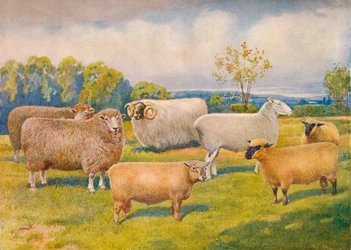 Schapenrassen, ca. 1902-1910