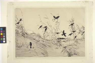 Merels en riet