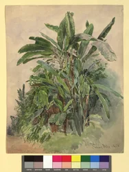 Schönbrunn - Plantenstudie