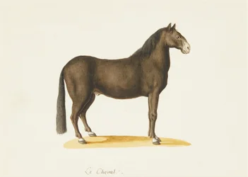 Het Paard