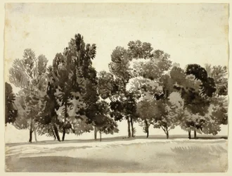 Bos van Bladerrijke Bomen