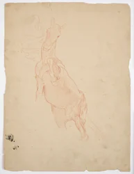 Studies van een stijgend paard