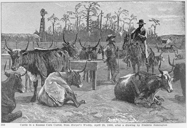 Vee in een maïs kraal in Kansas, illustratie uit 