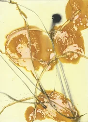 Biologische Golden Washes