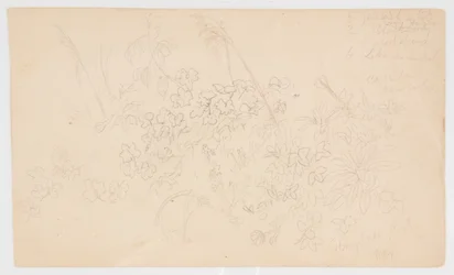 Botanische schetsen
