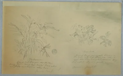 Tekening, Pijlwortel- en kardemomstudies, Jamaica, juni 1865
