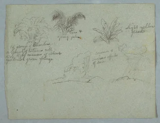 Tekening, Bamboe, Wijnstok en een Jonge Palm, Plant, en twee Taferelen van Regen die uit Wolken over Richels valt, Rio Magdalena, Colombia, 1853, waarschijnlijk mei