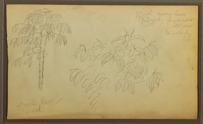 Tekening, Botanische schetsen, 1857