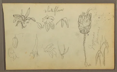 Tekening, Botanische schetsen, 1857