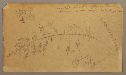 Tekening, Botanische schetsen, augustus 1865