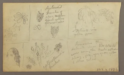 Tekening, Botanische Schetsen, Ecuador, of Colombia; Verso: Botanische Schetsen, 1857