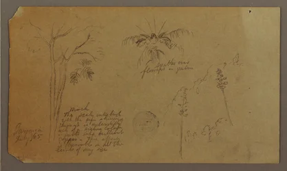 Tekening, Botanische schetsen, juli 1865