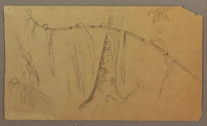 Tekening, Botanische schetsen, mei-augustus 1865