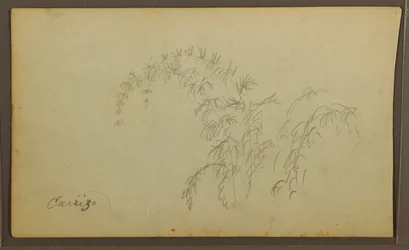 Tekening, Botanische Schetsen; Verso: Botanische Schetsen, 1857