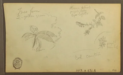 Tekening, Botanische Schetsen; Verso: Botanische Schetsen, 1857