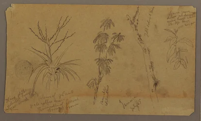 Tekening, Botanische Schetsen; Verso: Wolken, juli 1865