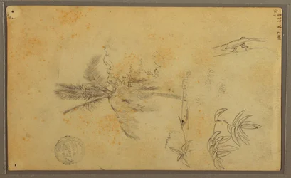 Tekening, Botanische Schetsen; Verso: Hagedis, Palm, 1857