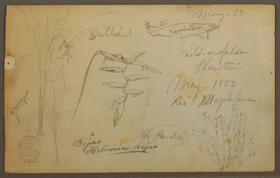 Tekening, Botanische schetsen van de Rio Magalena, Colombia, mei 1853