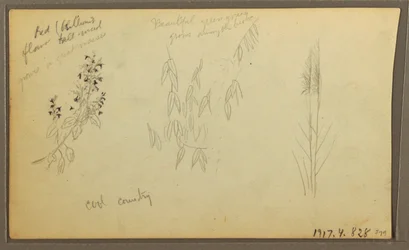 Tekening, Botanische Schetsen, huis; botanische schetsen, 1857