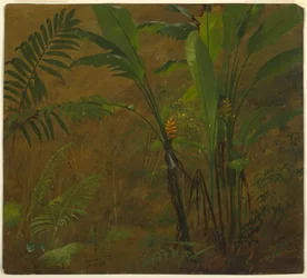 Tekening, Botanische studies uit Jamaica, West-Indië, juni 1887