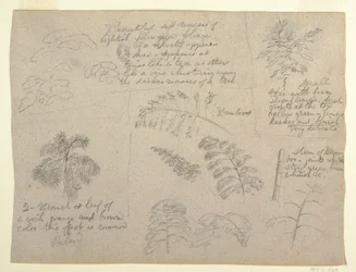 Tekening, Botanische studies, gezien vanaf de Rio Magdalena, Colombia, 1853