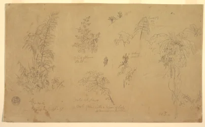Tekening, Botanische schetsen, "bij Jorje", 23 juli 1857