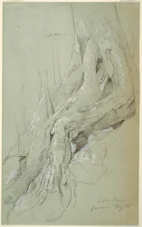 Tekening, Wortels van een katoenboom op een helling, Jamaica, mei 1865