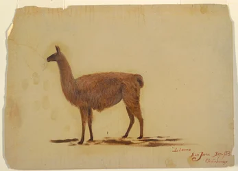 Tekening, Ecuador, San Juan (Chimborazo), lama, september 1853