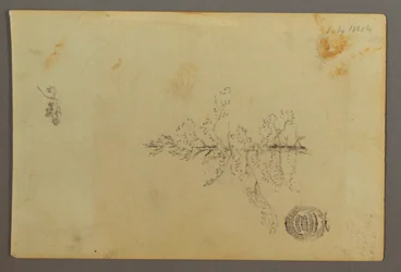 Tekening, Wintergroene boom, 1844
