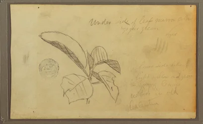 Tekening, Bladeren, 1857