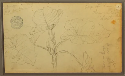 Tekening, Bladeren, 1857