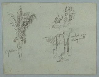 Tekening, Plantenstudies van de Rio Magdalena, Colombia, 1853, waarschijnlijk mei