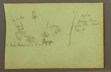 Tekening, Plantenstudies, mogelijk 1856