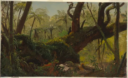 Tekening, Regenwoud, Jamaica, West-Indië, april-augustus 1865