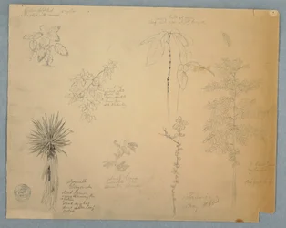Tekening, Spaanse bajonet met een boom en vijf andere plantstudies, Jamaica, mei 1865