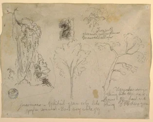 Tekening, Studies van bomen en planten gezien vanaf de Rio Magdalena, Colombia, 1853